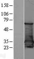 NBL1-15882 - 14-3-3 sigma Lysate